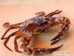 螃蟹的钳子是用来干什么的，螃蟹的功效与作用 螃蟹的功效有哪些