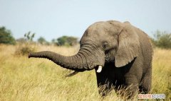 为什么大象只有一只右耳朵 是什么原因大象只有一只右耳朵