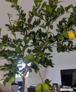 盆栽柠檬应该怎样管理，盆栽柠檬怎么管理 管理柠檬树的技巧