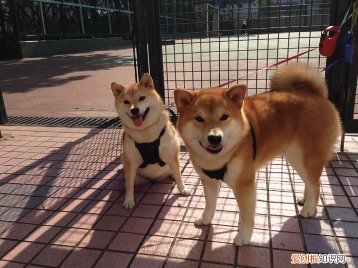 美国探亲签证容易过吗 美国签证有效期多久