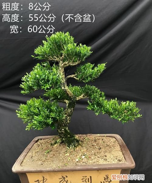 雀舌黄杨盆景怎么养护 雀舌黄杨盆景养护方法