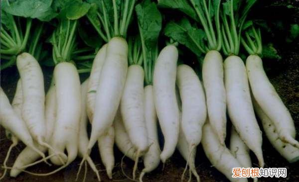 白萝卜怎么种植能高产 白萝卜种植能高产的方法