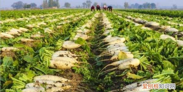 白萝卜怎么种植能高产 白萝卜种植能高产的方法