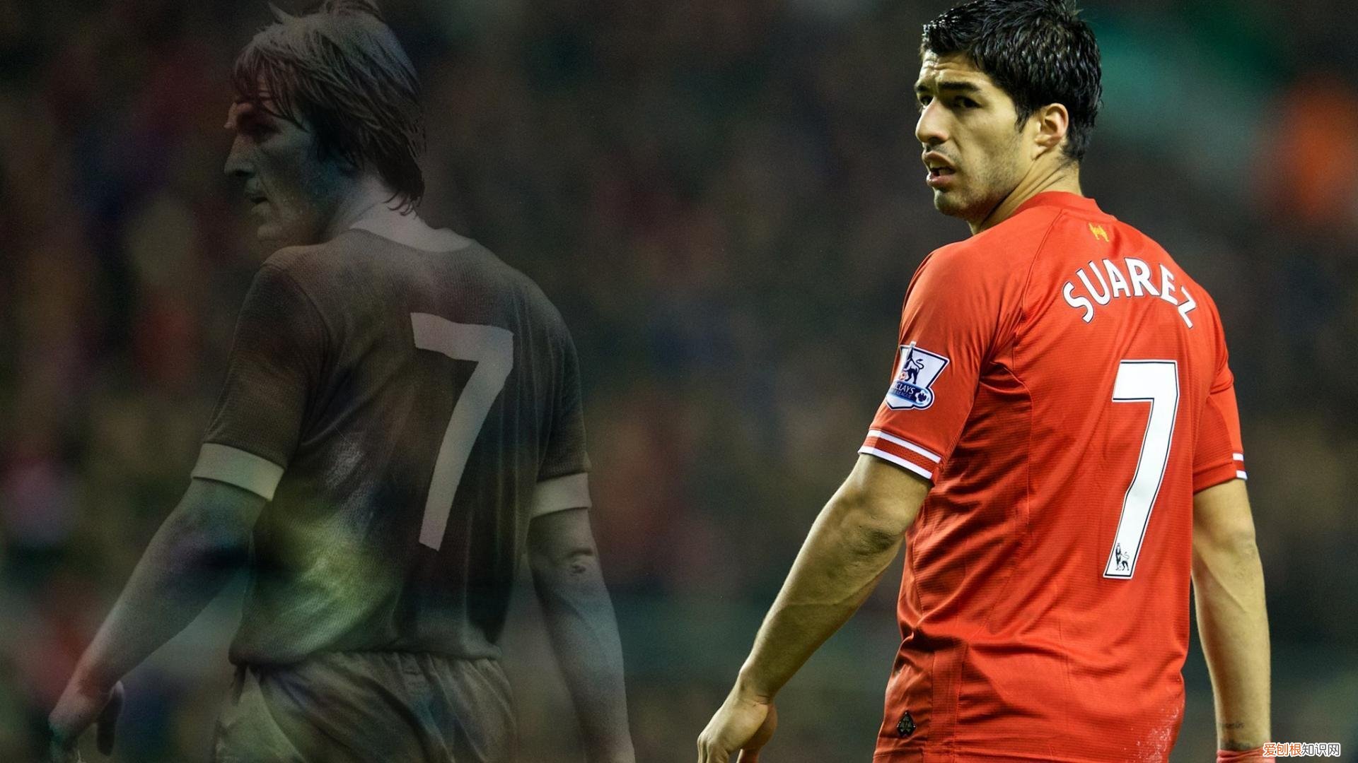 弗朗花在花瓶怎么养