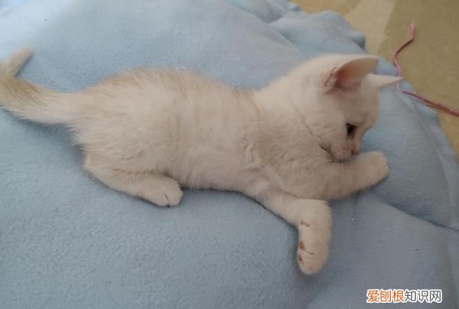 凯米尔色是什么颜色