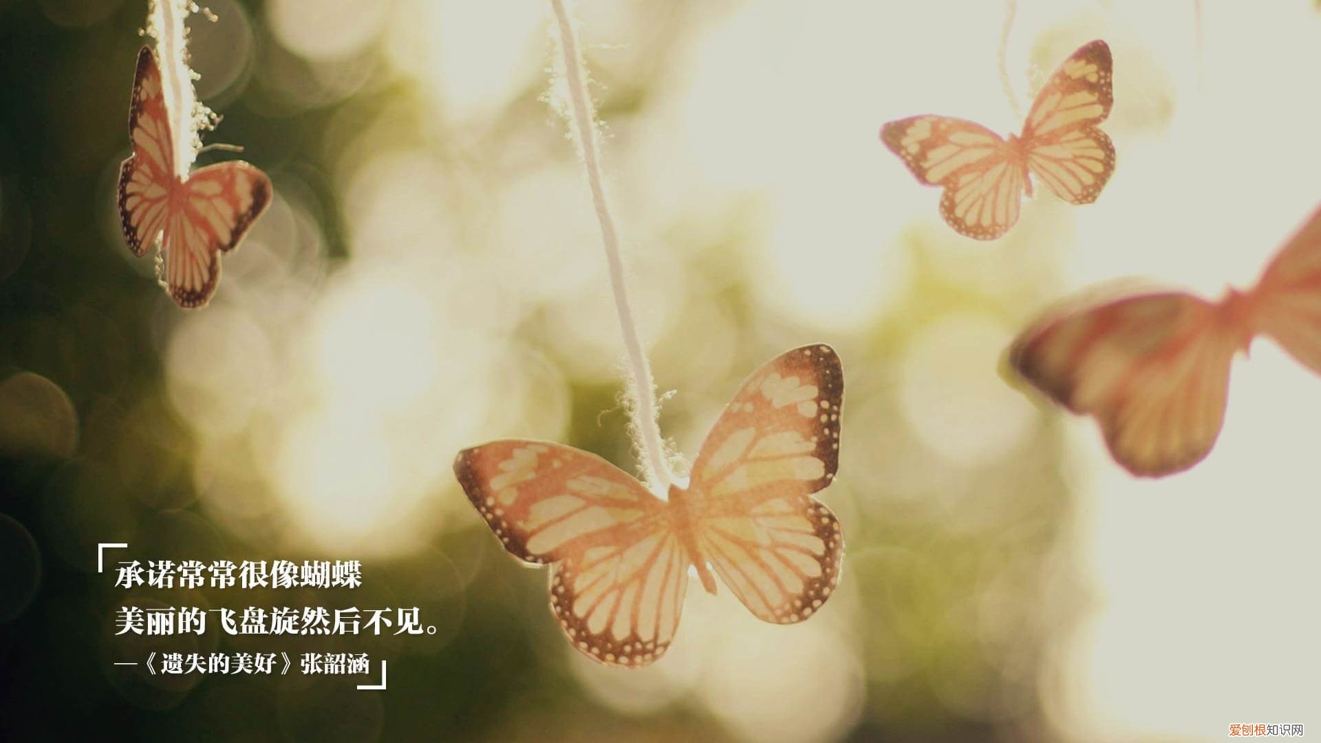 匹配的海豚加速器 海豚加速器连接服务器失败