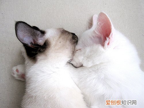 Dear除了亲爱的 dear什么意思