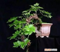盆栽葡萄刚长叶子能结果，盆栽葡萄结果 盆栽葡萄会结果