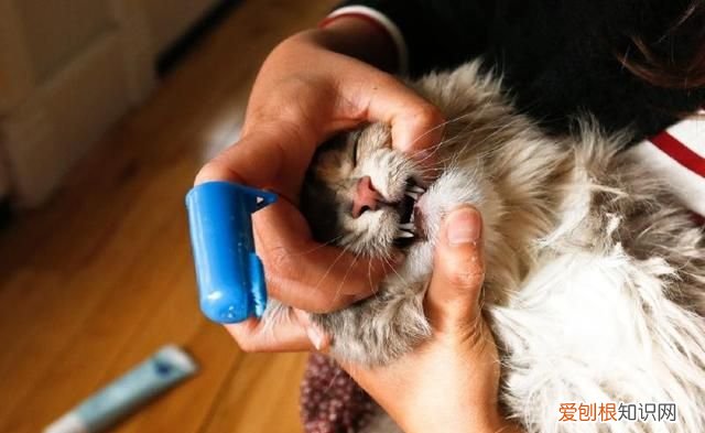 猫吃心肺煮不煮熟 猫吃心肺需要煮熟的对