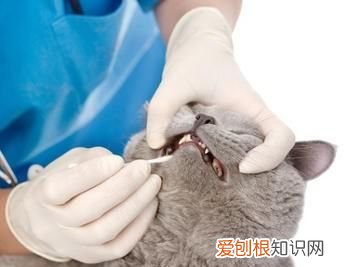 猫吃心肺煮不煮熟 猫吃心肺需要煮熟的对
