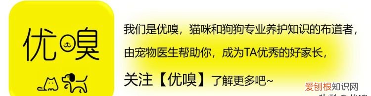 猫吃心肺煮不煮熟 猫吃心肺需要煮熟的对