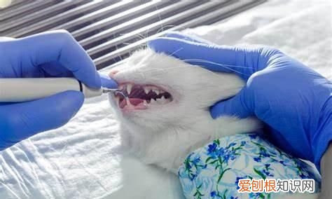 猫吃心肺煮不煮熟 猫吃心肺需要煮熟的对