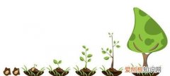 种子的生长过程 种子是如何生长的