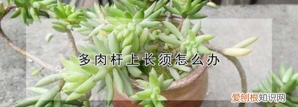 多肉杆上长须怎么回事，多肉根茎上长白须是什么