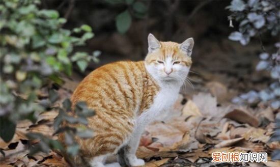 猫最怕的气味和东西是什么，猫最怕什么东西 猫最怕哪些东西