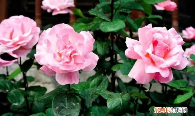 适合冬天盆栽有哪些 适合冬天盆栽有什么