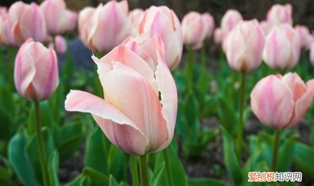 适合冬天盆栽有哪些 适合冬天盆栽有什么