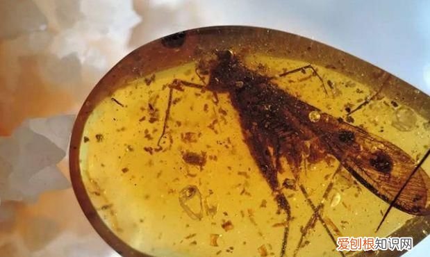 琥珀形成的过程 琥珀形成的个3过程