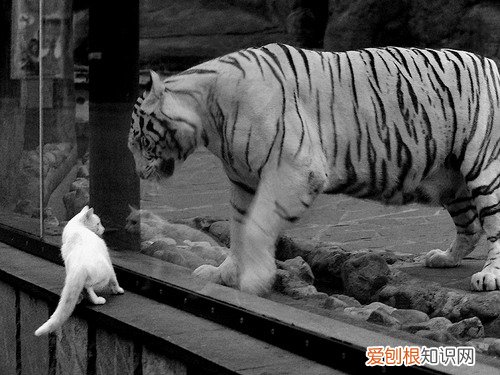 早期梅毒多久可以治愈 梅毒多久能治愈