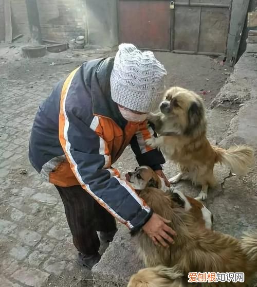 保护流浪狗的宣传语，雪花纯生啤酒的幽默宣传语