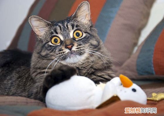 得了冠心病能活多久 冠心病是什么病