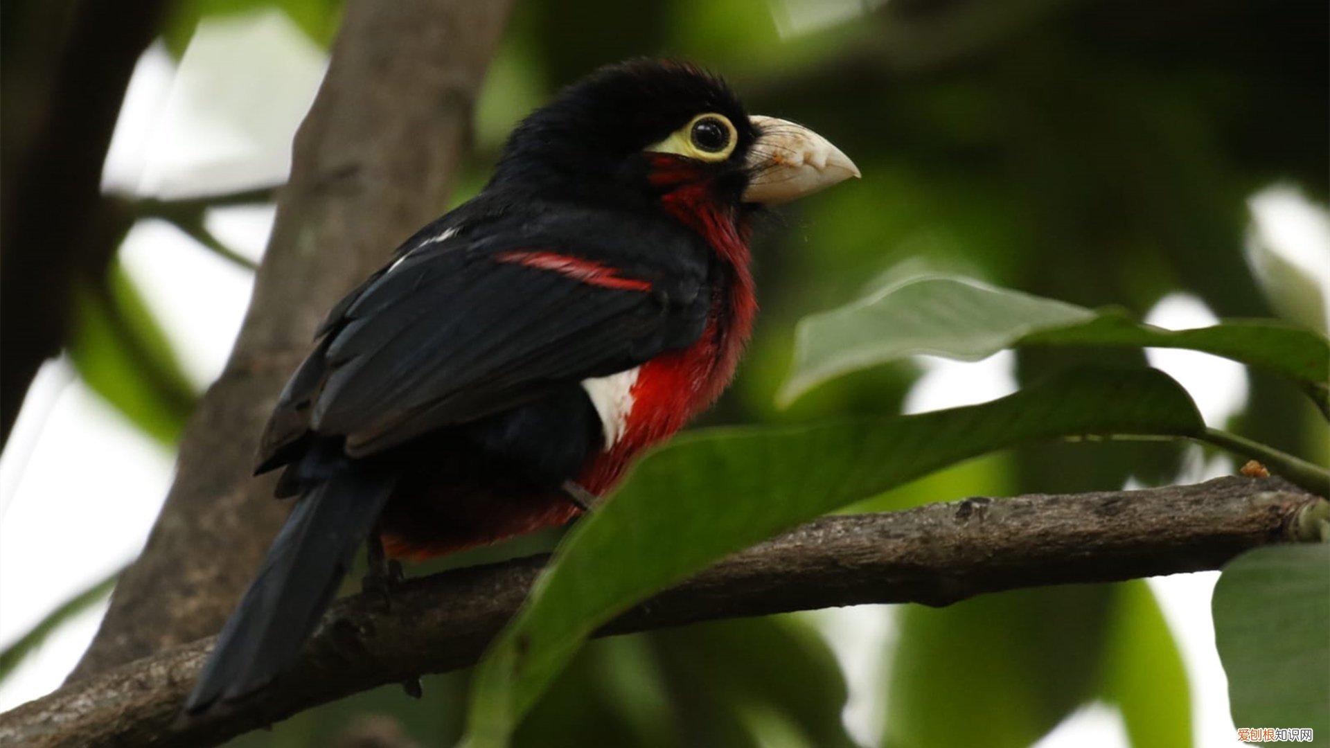 得了冠心病能活多久 冠心病是什么病