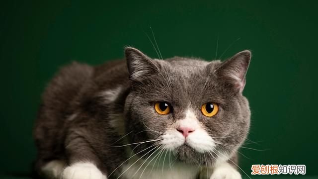 猫怕什么气味一闻就跑 猫不喜欢什么气味一闻就跑