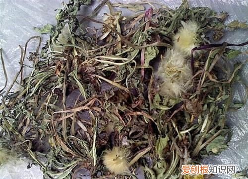 蒲公英水煮多长时间比较好 蒲公英水煮的时间