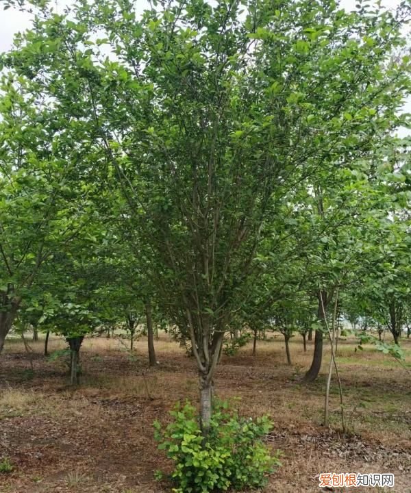 西府海棠怕暴晒 西府海棠可以直接在太阳下晒