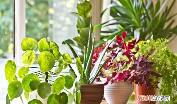 西府海棠怕暴晒 西府海棠可以直接在太阳下晒