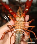 龙虾属于什么垃圾 龙虾属于的垃圾类型