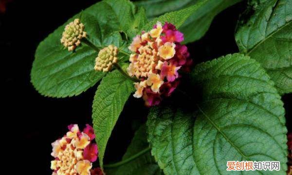 五色梅的修剪时间和方法，五色梅的修剪方法 五色梅怎么修剪