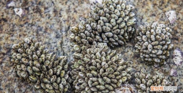 藤壶是什么，藤壶是动物还是植物 藤壶属于什么种类