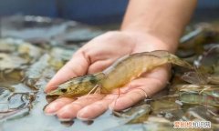 怎样养虾人工养殖，家里面怎么养殖虾 家里面如何养殖虾