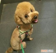 泰迪的毛多长时间修剪一次 泰迪的毛多久修剪合适