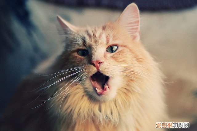 生字词注音+生字词解释 沟壑是什么意思