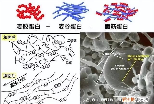 兰州拉面劲道好吃原来是放了蓬灰