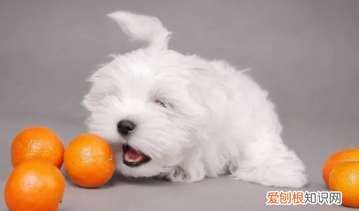 什么长久气味能驱赶狗 什么东西气味可以长久驱赶狗