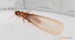 家里有蚂蚁找谁处理，家里有白蚂蚁怎么办 家里有白蚂蚁如何处理