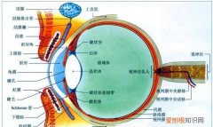 为什么眼睛看物体不是倒立的