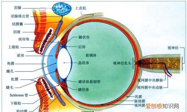 为什么眼睛看物体不是倒立的