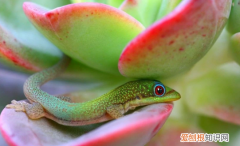 壁虎喜欢吃什么 壁虎喜欢吃什么东西