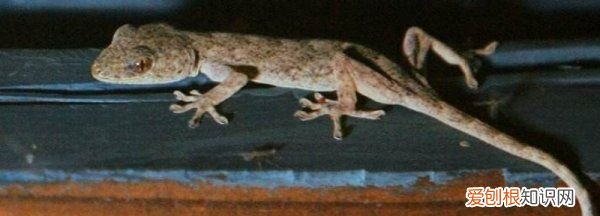 壁虎喜欢吃什么 壁虎喜欢吃什么东西