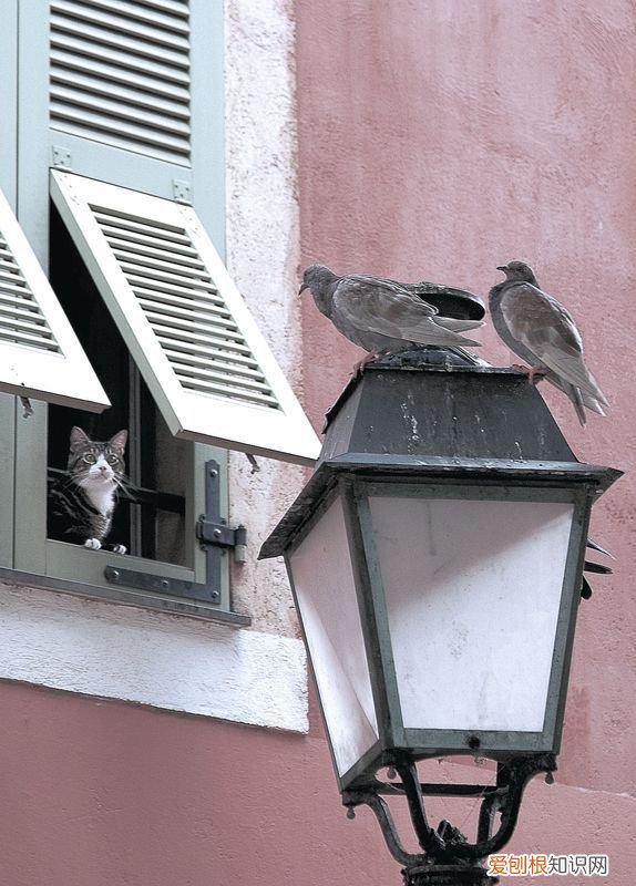 遍地花黄的意思 花黄是什么意思