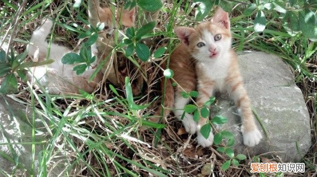 四级考试分数分配 四级英语分值分配细则