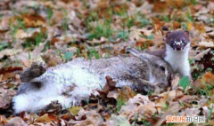 兔子怎么搭窝的过程，兔子自己是怎么搭窝的