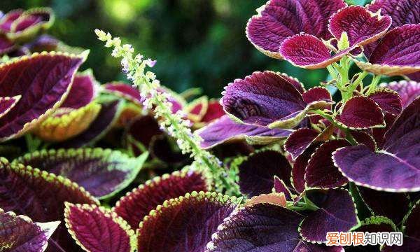 紫叶彩叶草的养殖方法,彩叶草养殖方法 彩叶草如何养殖