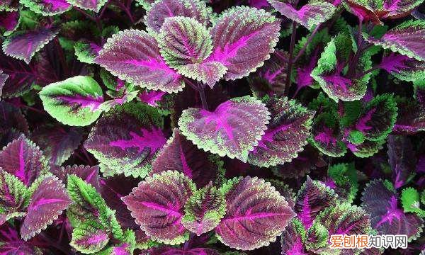 紫叶彩叶草的养殖方法,彩叶草养殖方法 彩叶草如何养殖