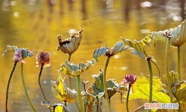 苏轼七绝励志 苏轼经典绝句