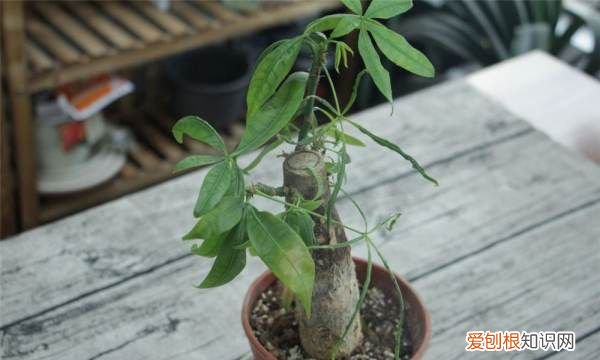 发财树干枯怎么救活 发财树干枯救活的方法